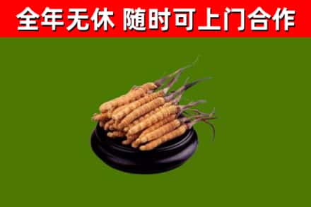 枞阳回收散虫草